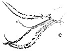 Espce Euchirella pseudopulchra - Planche 10 de figures morphologiques