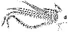 Espce Euchirella curticauda - Planche 33 de figures morphologiques