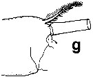 Espce Euchirella amoena - Planche 25 de figures morphologiques