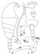 Espce Undinella stirni - Planche 1 de figures morphologiques