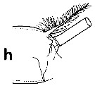 Espce Euchirella bella - Planche 21 de figures morphologiques