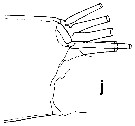 Espce Undeuchaeta incisa - Planche 38 de figures morphologiques