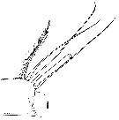 Espce Gaetanus miles - Planche 19 de figures morphologiques