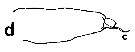 Espce Euchirella bella - Planche 22 de figures morphologiques