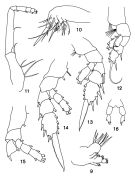 Espce Undinella stirni - Planche 2 de figures morphologiques
