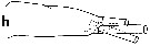 Espce Undeuchaeta incisa - Planche 39 de figures morphologiques