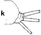 Espce Euchirella rostrata - Planche 45 de figures morphologiques