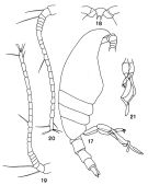 Espce Undinella stirni - Planche 3 de figures morphologiques