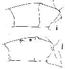 Espce Euchirella maxima - Planche 30 de figures morphologiques