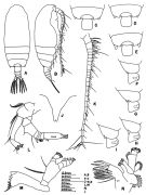 Species Gaetanus minutus - Plate 6 of morphological figures