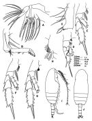 Species Gaetanus minutus - Plate 7 of morphological figures