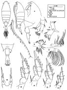 Espce Calanopia sewelli - Planche 1 de figures morphologiques