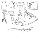 Espce Calanopia sewelli - Planche 2 de figures morphologiques