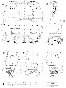 Espce Euchirella messinensis - Planche 77 de figures morphologiques