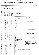 Espce Euchirella messinensis - Planche 78 de figures morphologiques