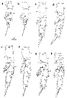 Espce Euchirella messinensis - Planche 83 de figures morphologiques
