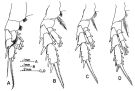 Espce Bradyidius saanichi - Planche 2 de figures morphologiques