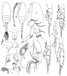 Espce Scolecithricella minor - Planche 4 de figures morphologiques