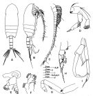 Espce Bradyidius saanichi - Planche 3 de figures morphologiques