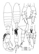 Espce Centropages orsinii - Planche 1 de figures morphologiques