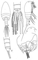 Espce Pseudocyclops pacificus - Planche 1 de figures morphologiques