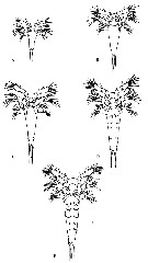 Espce Rhincalanus nasutus - Planche 32 de figures morphologiques