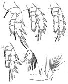 Species Pseudocyclops pacificus - Plate of morphological figures