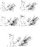 Espce Rhincalanus nasutus - Planche 34 de figures morphologiques