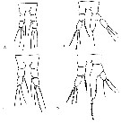Espce Rhincalanus nasutus - Planche 35 de figures morphologiques