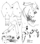 Espce Onchocalanus cristatus - Planche 5 de figures morphologiques