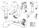 Espce Onchocalanus hirtipes - Planche 2 de figures morphologiques