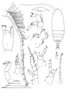 Espce Aetideus australis - Planche 5 de figures morphologiques