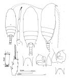 Espce Aetideus armatus - Planche 1 de figures morphologiques