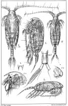 Espce Aetideus armatus - Planche 2 de figures morphologiques