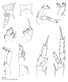 Espce Aetideus giesbrechti - Planche 2 de figures morphologiques