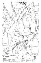 Espce Pseudotharybis robustus - Planche 1 de figures morphologiques