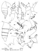 Espce Pseudotharybis brevispinus - Planche 1 de figures morphologiques