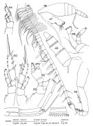 Espce Pseudotharybis dentatus - Planche 1 de figures morphologiques