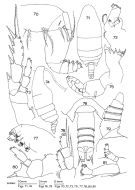 Espce Comantenna crassa - Planche 1 de figures morphologiques
