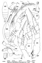 Espce Pseudeuchaeta magna - Planche 1 de figures morphologiques