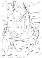 Espce Pseudeuchaeta flexuosa - Planche 1 de figures morphologiques