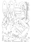 Espce Sursamucro spinatus - Planche 1 de figures morphologiques
