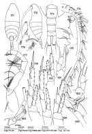 Espce Scutogerulus pelophilus - Planche 1 de figures morphologiques
