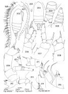 Espce Alloiopodus pinguis - Planche 1 de figures morphologiques