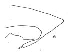 Espce Pareucalanus parki - Planche 5 de figures morphologiques
