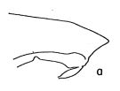 Espce Pareucalanus attenuatus - Planche 3 de figures morphologiques