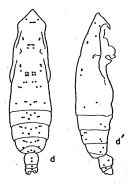 Espce Subeucalanus mucronatus - Planche 1 de figures morphologiques