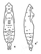 Espce Subeucalanus subtenuis - Planche 1 de figures morphologiques