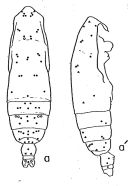 Espce Subeucalanus pileatus - Planche 1 de figures morphologiques