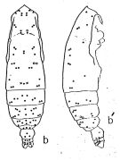 Espce Subeucalanus dentatus - Planche 1 de figures morphologiques